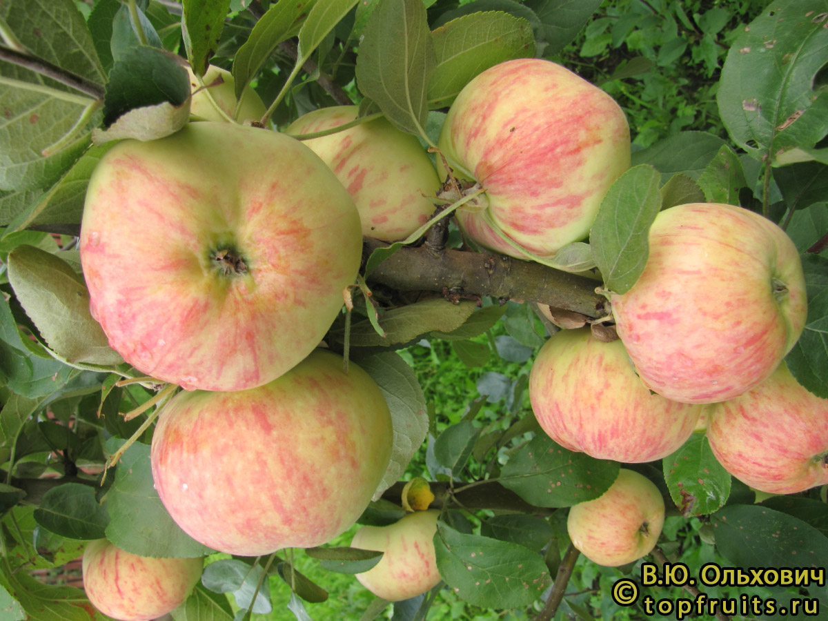 Яблоня Грушовка Ранняя - описание сорта и фото яблок